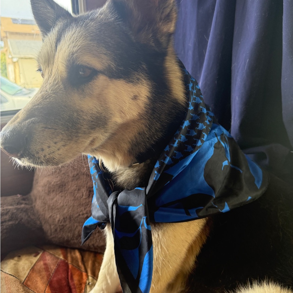 Blue and Black Floral Scarf
